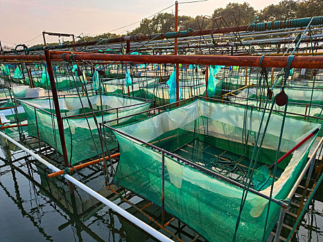 网箱养殖,太湖蟹