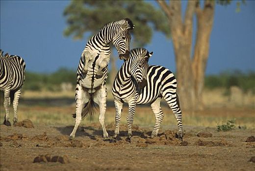 白氏斑马,斑马,两个,种马,争斗,夏天,乔贝国家公园,博茨瓦纳