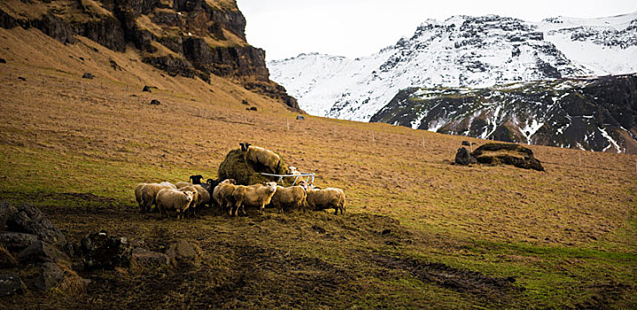 冰岛雪山下吃草的一群羊