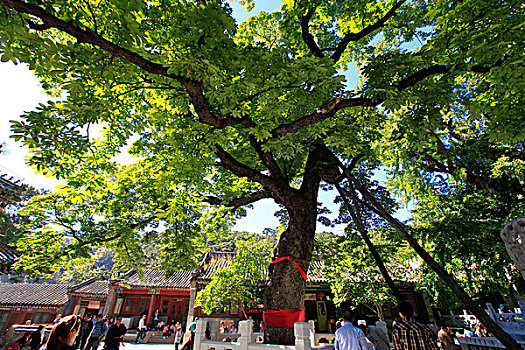 潭柘寺