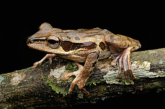 树蛙,丹浓谷保护区,马来西亚
