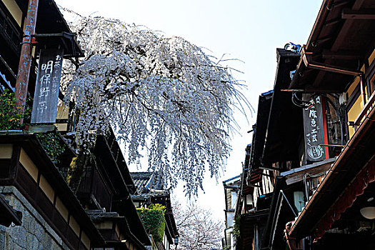 盛开,樱桃树,京都