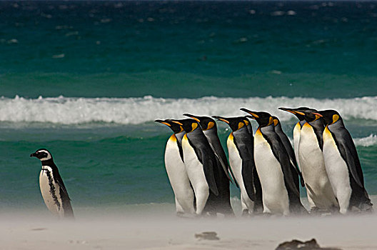 帝企鹅,群,麦哲伦企鹅,小蓝企鹅,海滩,自愿角,东福克兰,岛屿,福克兰群岛