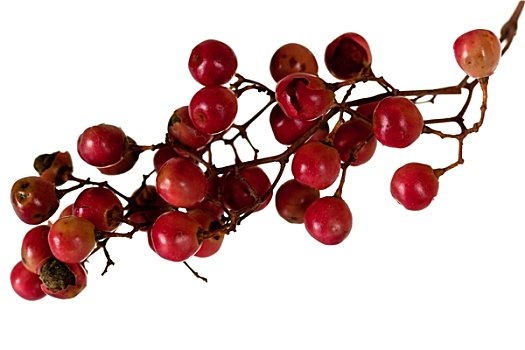 红色,绿色,胡椒粒,浆果,藤蔓,隔绝,白色背景