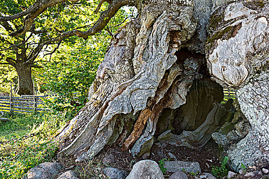 树干,橡树,瑞典,上方,1000年,史马兰,欧洲