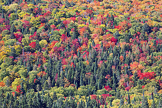 加拿大,魁北克,塔伯拉山,国家公园,树林,秋色,画廊