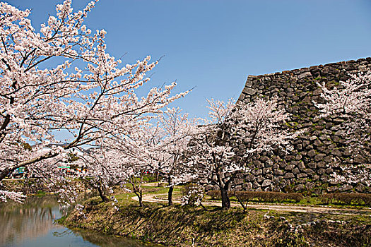 樱花,古老,城堡,兵库,日本
