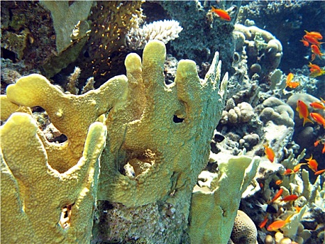 彩色,珊瑚礁,珊瑚,鱼,仰视,热带,海洋,蓝色背景,水,背景