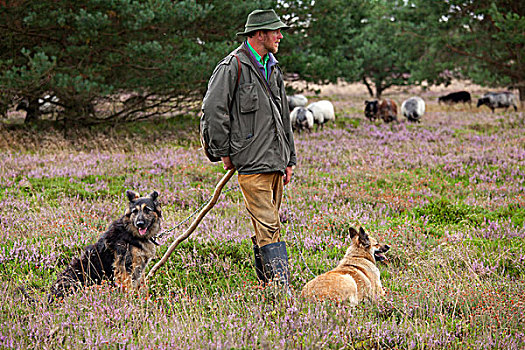 牧羊犬,成群,石南,靠近,下萨克森,德国,欧洲
