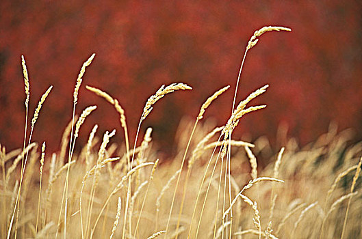 成熟,小麦,土地,秋天,红叶,散焦,背景,不列颠哥伦比亚省,加拿大