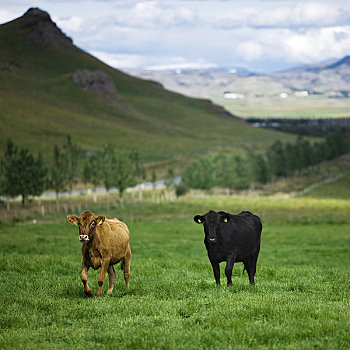 牛,地点,冰岛