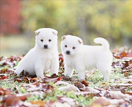 两个,白色,柴犬,小狗,公园