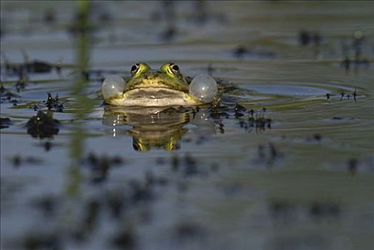 水蛙,蛙属