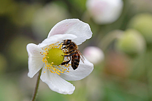 蜜蜂,栖息,花,日本,银莲花,植物,夏威夷,美国
