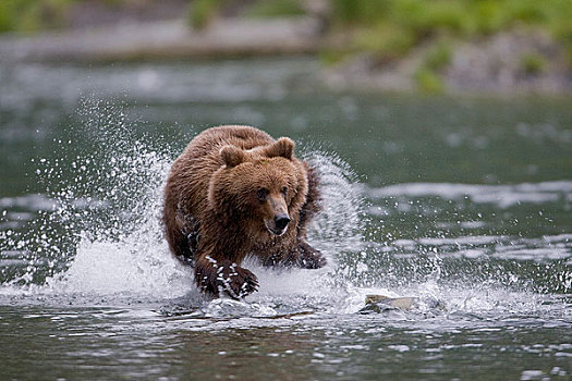 棕熊,三文鱼,浅,河流,威廉王子湾,楚加奇国家森林,阿拉斯加,夏天