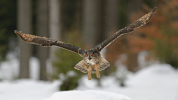 雕鸮,飞跃,雪,摩拉维亚,捷克共和国,欧洲