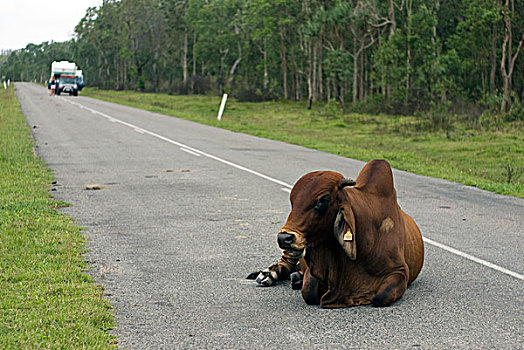牛,躺着,街道
