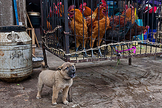鸡,出售,市场,元阳,中国