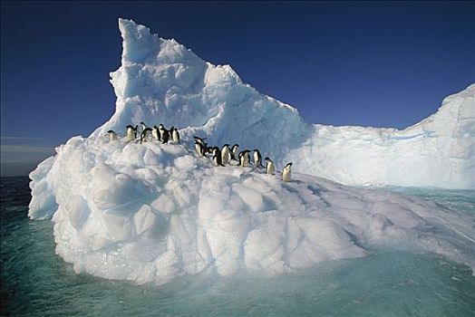 阿德利企鹅,群,冰山,东方,南极