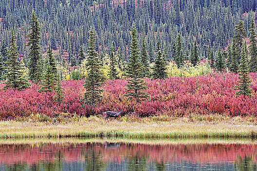 北美驯鹿,秋天,苔原,阿拉斯加,美国
