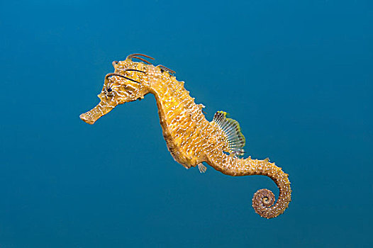 海马,黑海,克里米亚,乌克兰,欧洲