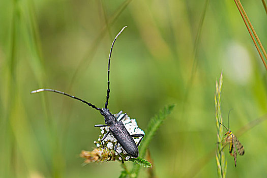 甲虫,黑森州,德国,欧洲