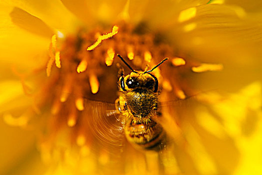 蜜蜂,觅食,花粉,特写,黄花,加拿大