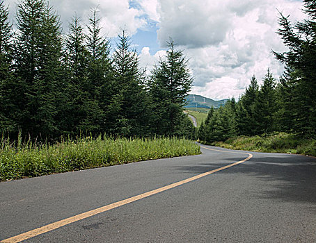 道路,林间柏油路