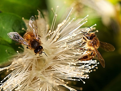 春天,蜜蜂,工蜂,收集,花蜜