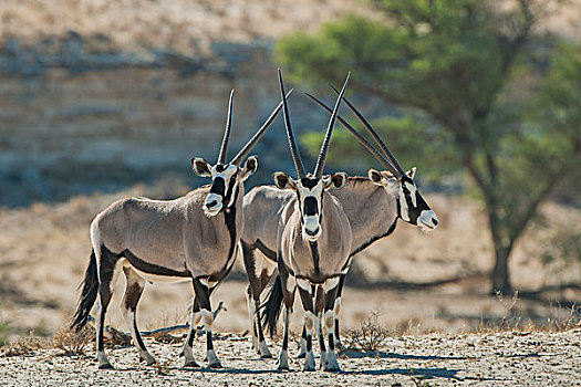 长角羚羊,三只动物,卡拉哈迪大羚羊国家公园,北开普,省,南非,非洲