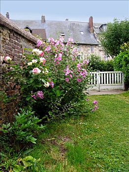 法国,下诺曼底,苹果白兰地,花园,古老,房子,蔷薇,草地,栅栏