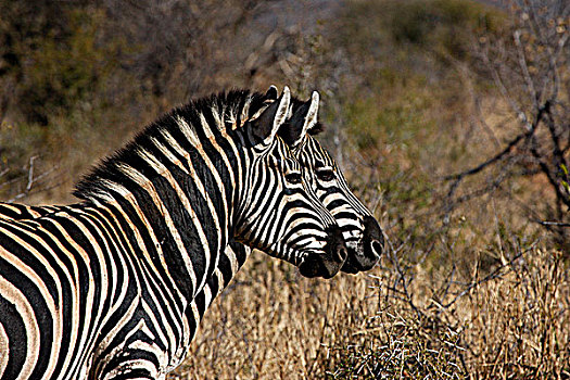 南非,西北省,禁猎区,旅游,斑马