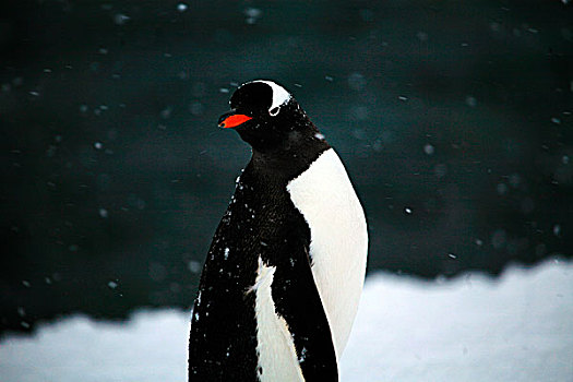 南極風光企鵝