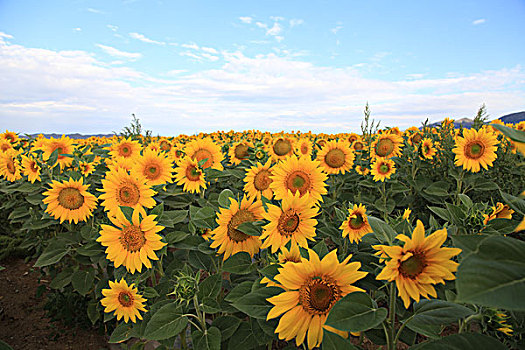 新疆青河夏季葵花地