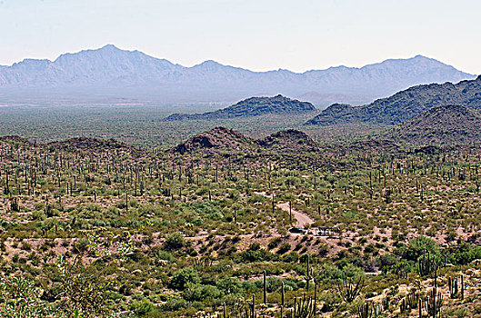 美国,亚利桑那,管风琴仙人掌国家保护区,索诺拉沙漠,风景,山