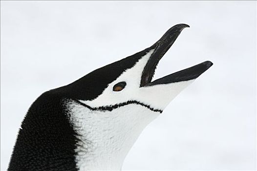 帽带企鹅,南极企鹅,库克群岛,南极