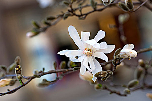 花,春花,玉兰,木兰