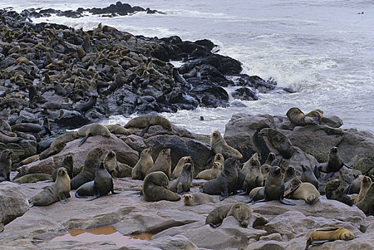 纳米比亚,骷髅海岸,克罗斯角,岬角毛海豹,生物群,毛海狮