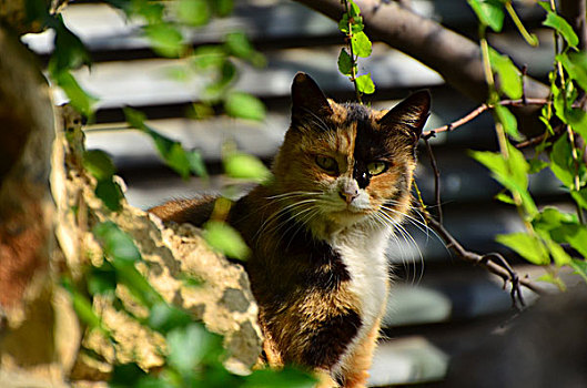 花猫