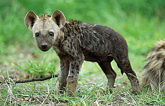 斑点,鬣狗,年轻,站立,克鲁格国家公园,南非,非洲