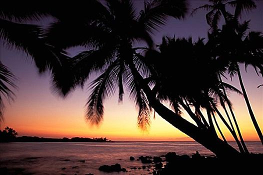 夏威夷,湾,彩色,日落,棕榈树,剪影