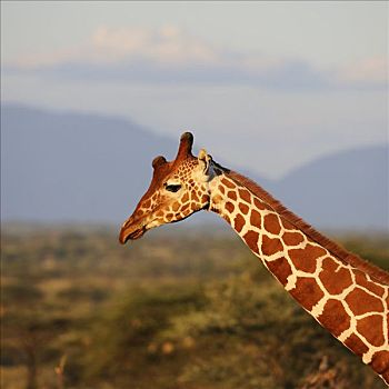 长颈鹿,网纹长颈鹿,肖像,萨布鲁国家公园,肯尼亚,东非,非洲