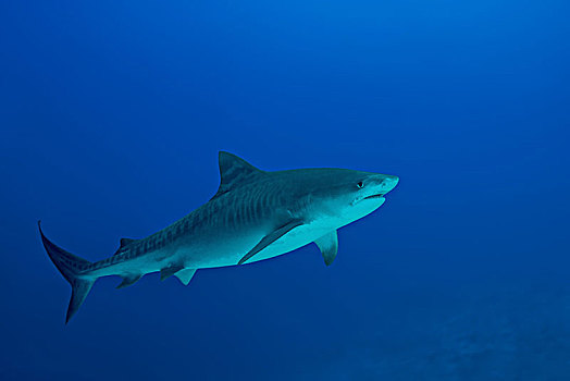 虎鲨,鼬鲨,深海,环礁,印度洋,马尔代夫,亚洲