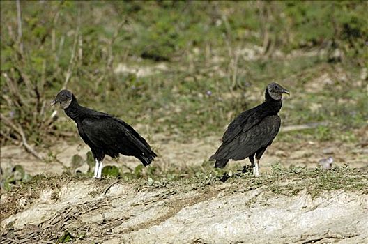 秃鹰,黑美洲鹫,早晨,潘塔纳尔,巴西