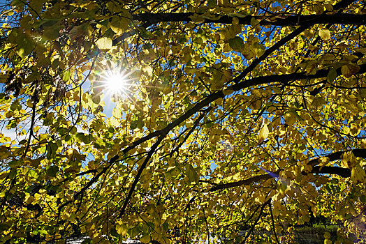 菩提树,椴树属,秋天,上巴伐利亚,巴伐利亚,德国,欧洲