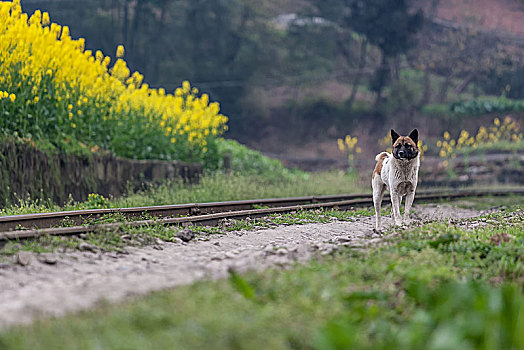 铁路边的中华田园犬