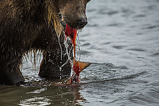 特写,堪察加半岛,棕熊,吃,鱼,湖,半岛,俄罗斯