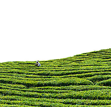 茶園茶山采茶