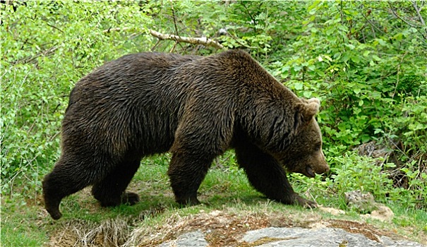 棕熊,国家公园,森林
