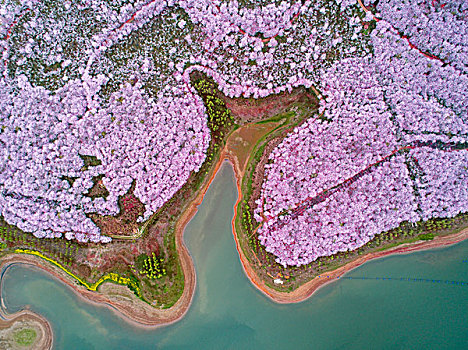 贵州贵阳贵安新区万亩樱花盛开